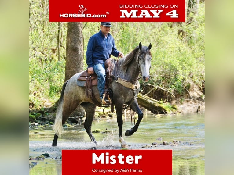 Friesian horses Mix Gelding 5 years Grey in Hardinsburg