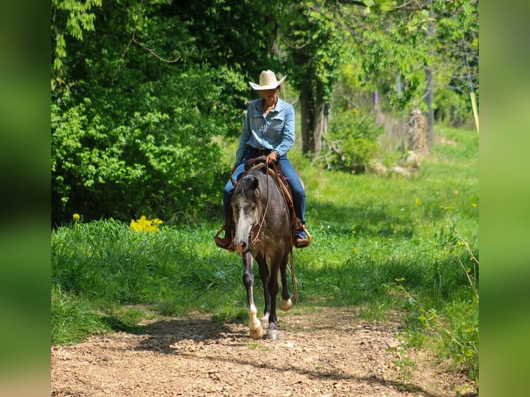 Friesian horses Mix Gelding 5 years Grey in Hardinsburg