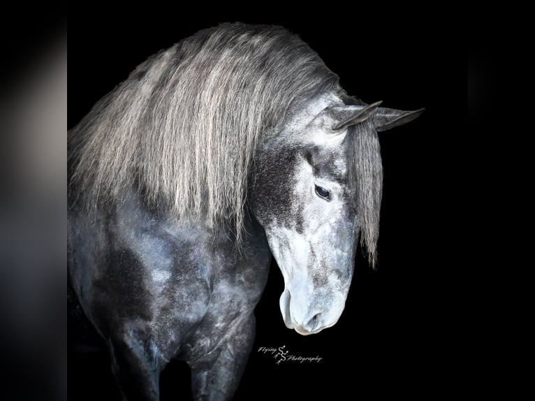 Friesian horses Gelding 5 years Grey in Fairbank IA