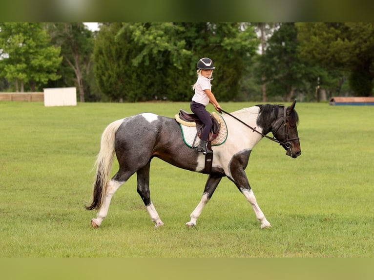 Friesian horses Mix Gelding 5 years Roan-Blue in Ocala