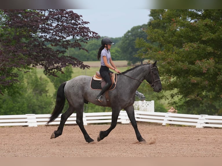 Friesian horses Mix Gelding 5 years Roan-Blue in Clover, SC