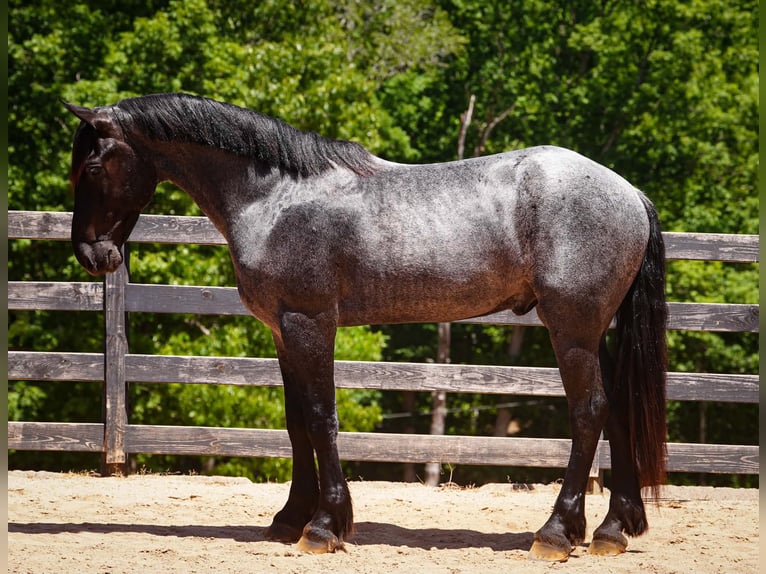 Friesian horses Mix Gelding 5 years Roan-Blue in Clover, SC