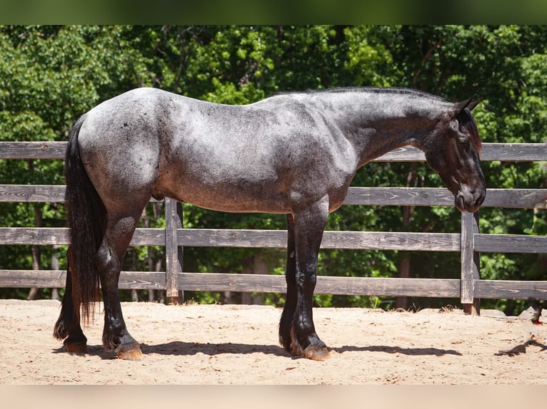 Friesian horses Mix Gelding 5 years Roan-Blue in Clover, SC