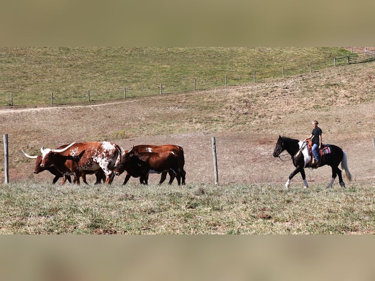 Friesian horses Mix Gelding 5 years Tobiano-all-colors in Millersburg