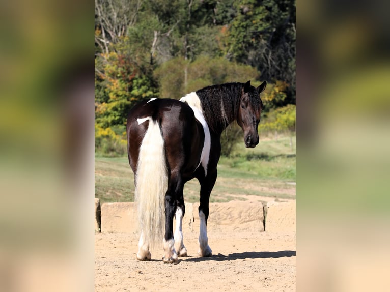 Friesian horses Mix Gelding 5 years Tobiano-all-colors in Millersburg