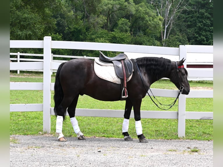 Friesian horses Gelding 6 years 13,2 hh Black in Sturgis Mi