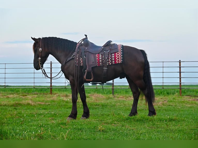 Friesian horses Mix Gelding 6 years 13,2 hh Black in Fairbank, IA