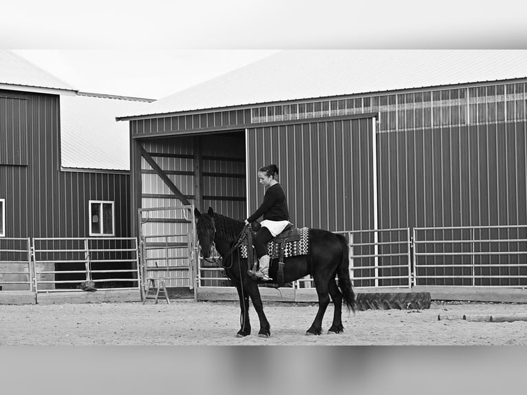 Friesian horses Mix Gelding 6 years 13,2 hh Black in Fairbank, IA