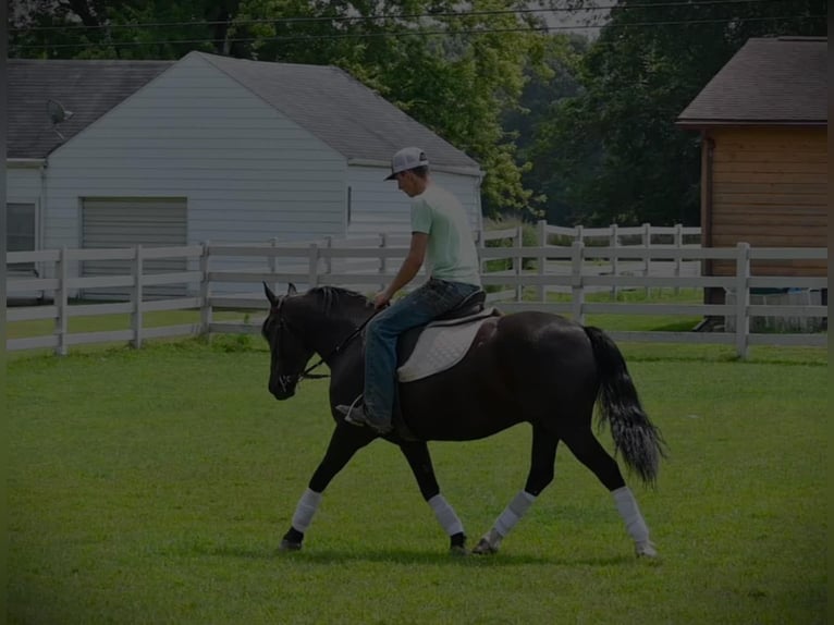 Friesian horses Gelding 6 years 13,2 hh Black in Sturgis Mi