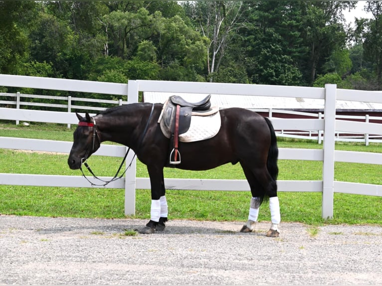 Friesian horses Gelding 6 years 13,2 hh Black in Sturgis Mi