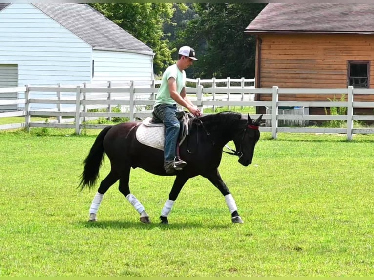 Friesian horses Gelding 6 years 13,2 hh Black in Sturgis Mi