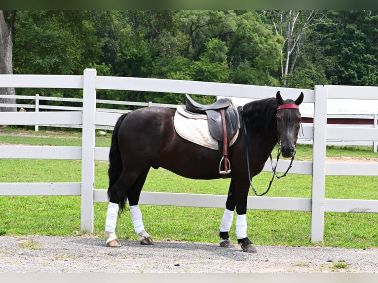 Friesian horses Gelding 6 years 13,2 hh Black in Sturgis Mi
