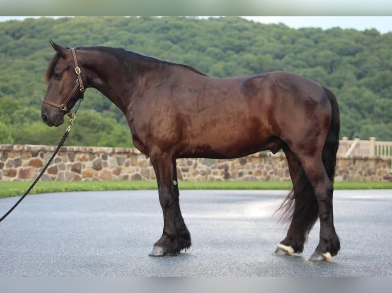 Friesian horses Gelding 6 years 14,2 hh Black in Millerstown, PA