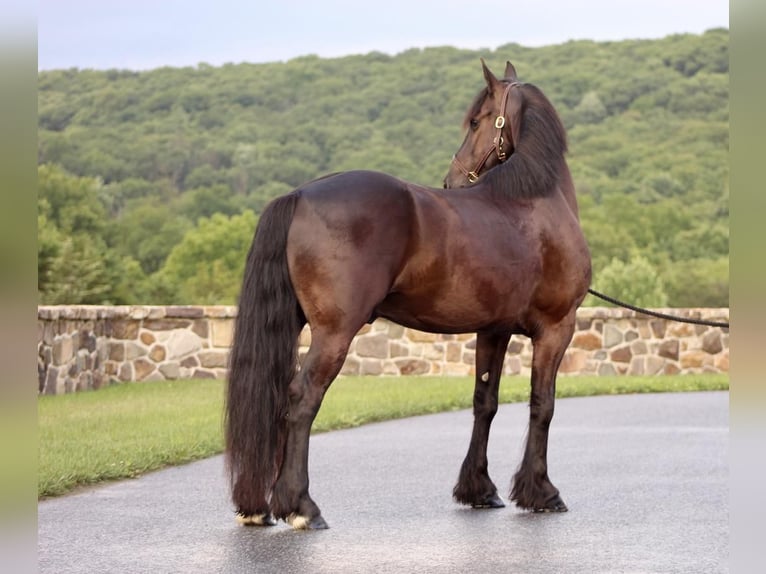 Friesian horses Gelding 6 years 14,2 hh Black in Millerstown, PA