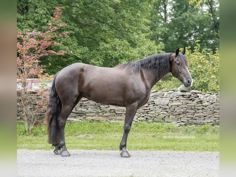 Friesian horses Gelding 6 years 14,2 hh Black in Everett PA