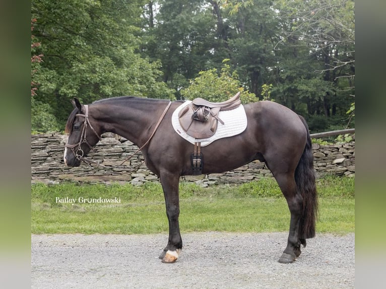 Friesian horses Gelding 6 years 14,2 hh Black in Everett PA