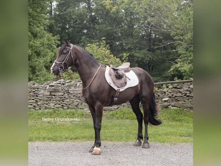 Friesian horses Gelding 6 years 14,2 hh Black in Everett PA