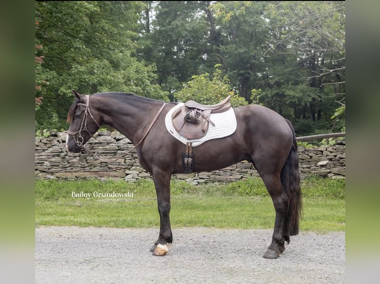 Friesian horses Gelding 6 years 14,2 hh Black in Everett PA