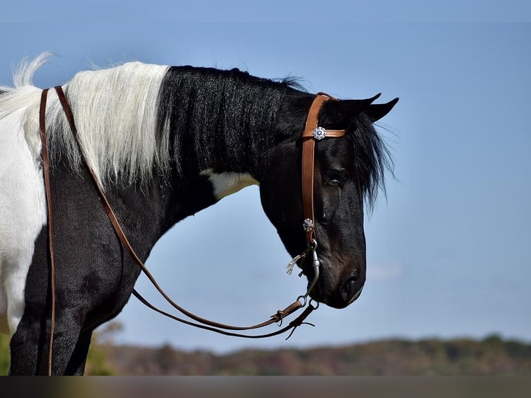 Friesian horses Mix Gelding 6 years 14,2 hh in Crab Orchard, KY