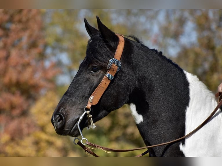 Friesian horses Mix Gelding 6 years 14,2 hh in Crab Orchard, KY