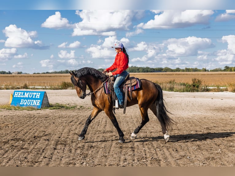Friesian horses Gelding 6 years 14,3 hh Bay in Ames