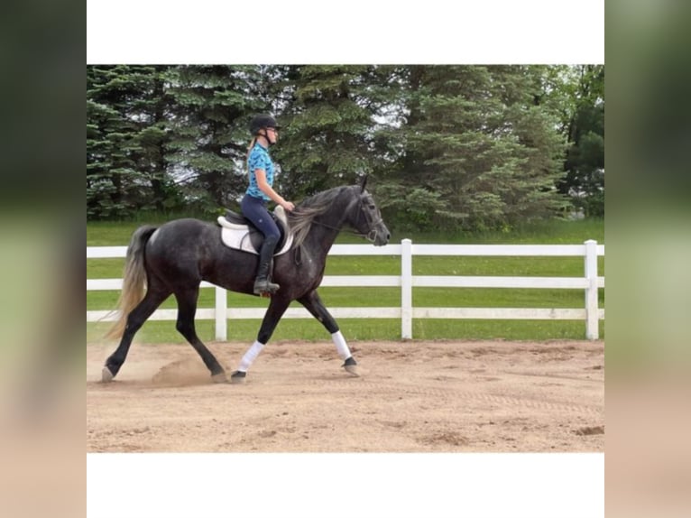 Friesian horses Gelding 6 years 14,3 hh Gray in River Falls Wi