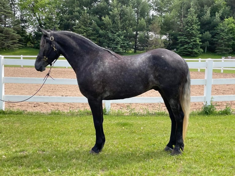 Friesian horses Gelding 6 years 14,3 hh Gray in River Falls Wi
