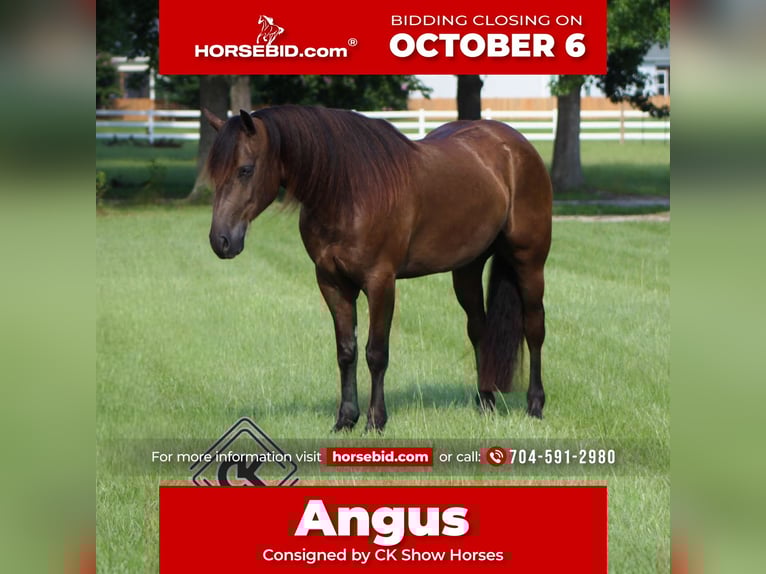 Friesian horses Mix Gelding 6 years 14 hh Black in Selma