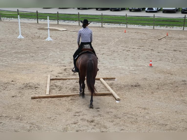 Friesian horses Gelding 6 years 14 hh Black in Howell MI