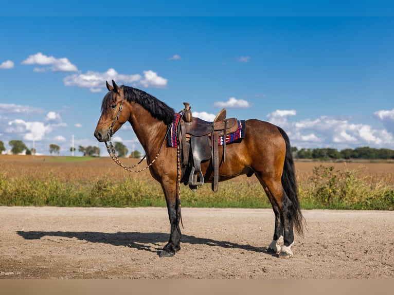 Friesian horses Gelding 6 years 14,3 hh Bay in Ames