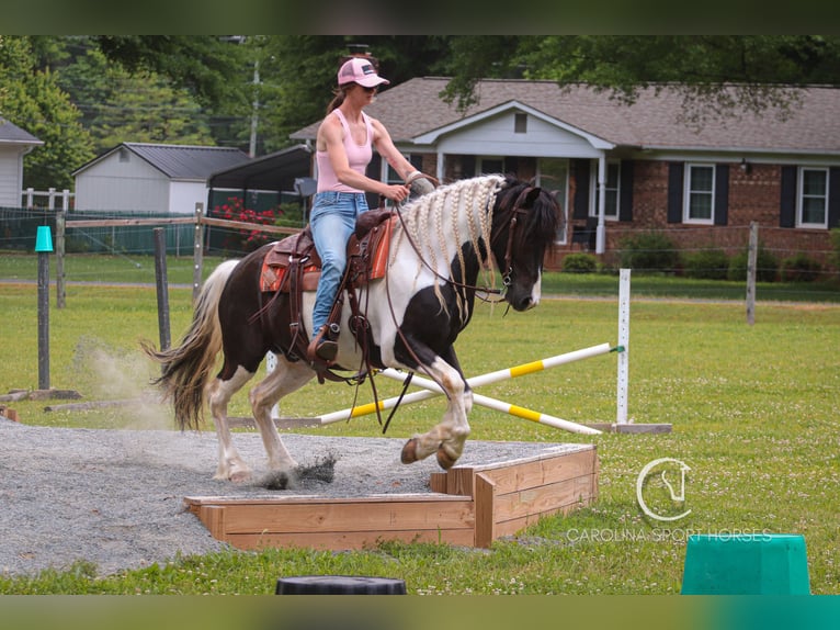 Friesian horses Mix Gelding 6 years 14,3 hh in Clover, SC