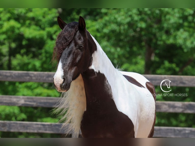 Friesian horses Mix Gelding 6 years 14,3 hh in Clover, SC