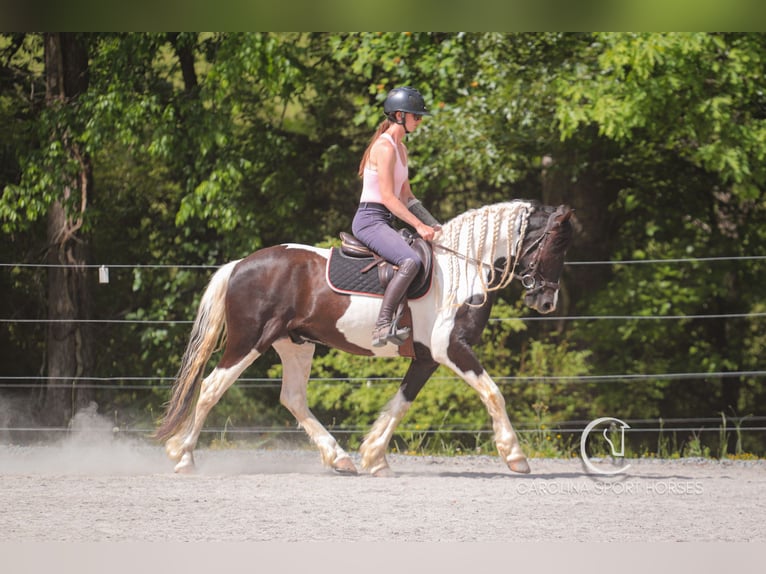 Friesian horses Mix Gelding 6 years 14,3 hh in Clover, SC