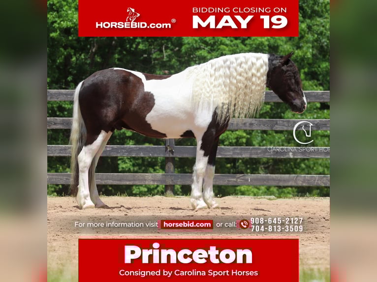 Friesian horses Mix Gelding 6 years 14,3 hh in Clover, SC