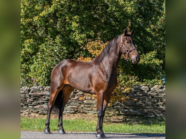 Friesian horses Gelding 6 years 15,1 hh Bay in Everette PA