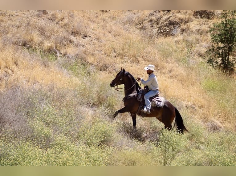 Friesian horses Gelding 6 years 15.1 hh Bay in Paicines CA