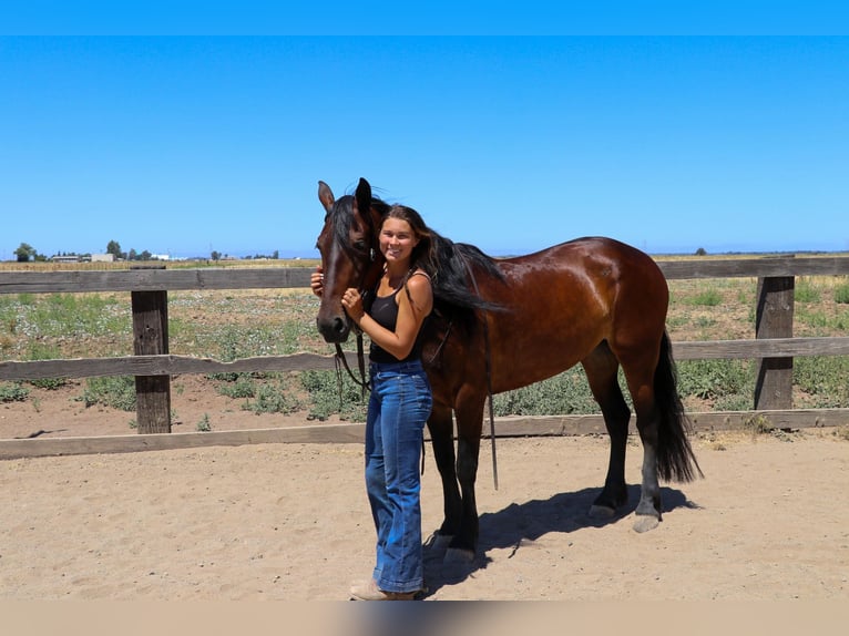 Friesian horses Gelding 6 years 15,1 hh Bay in Pleasant Grove CA