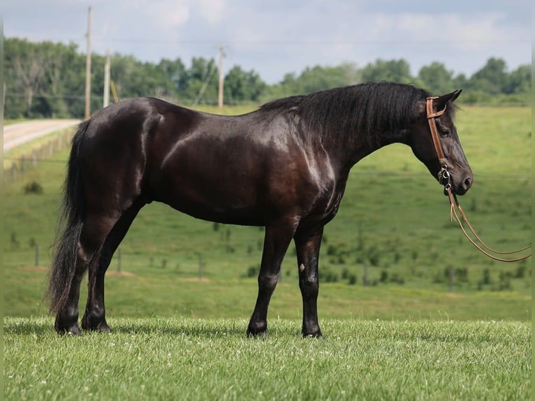 Friesian horses Gelding 6 years 15,1 hh Black in Parkers Lake KY