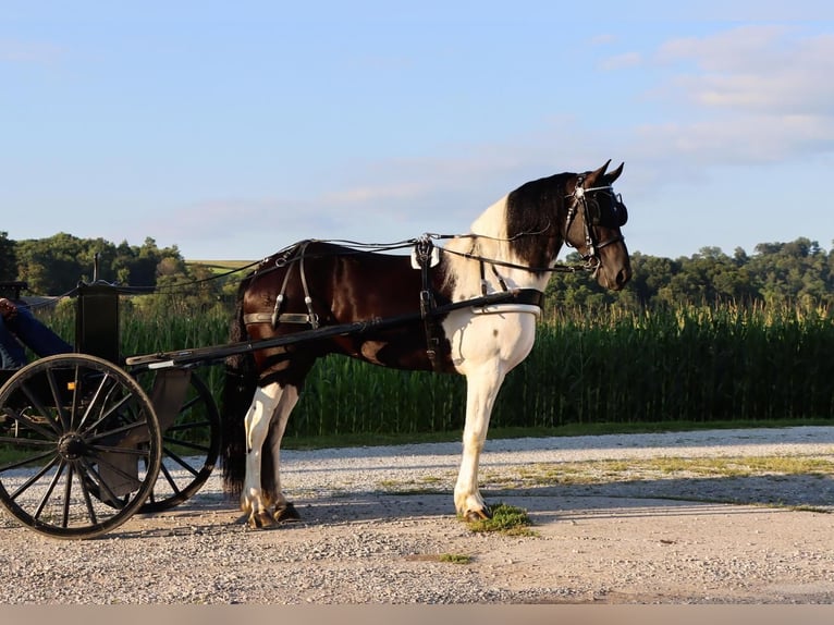 Friesian horses Mix Gelding 6 years 15,2 hh Black in Dundee, OH