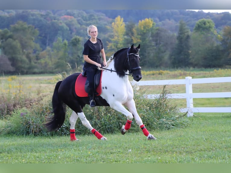 Friesian horses Mix Gelding 6 years 15,2 hh Black in Dundee, OH