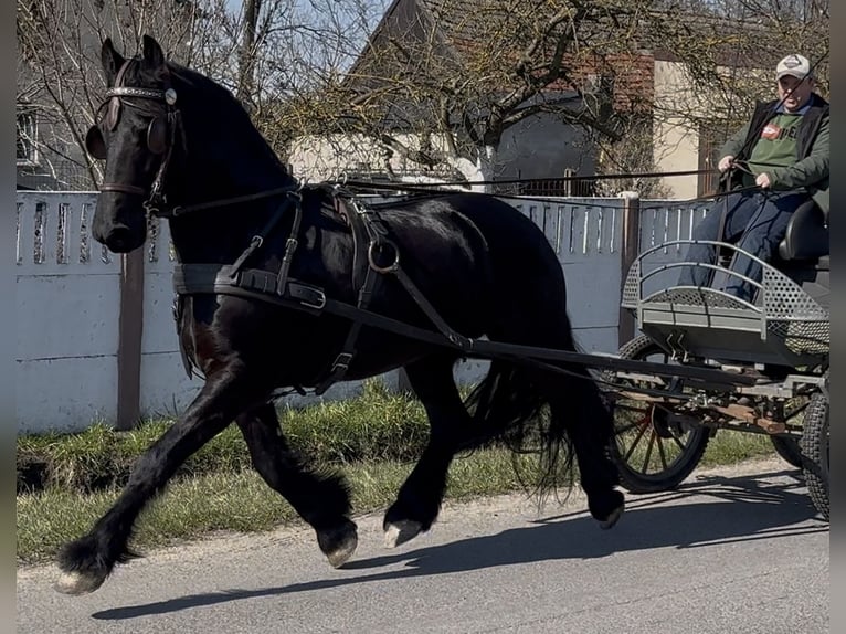 Friesian horses Gelding 6 years 15,2 hh Black in Leer (Ostfriesland)