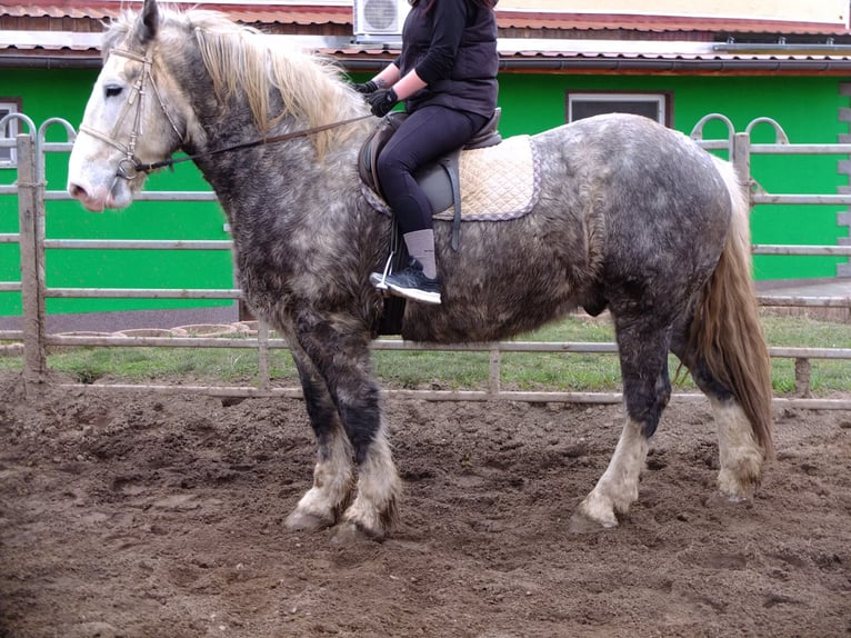 Friesian horses Mix Gelding 6 years 15,2 hh Black in Buttstädt