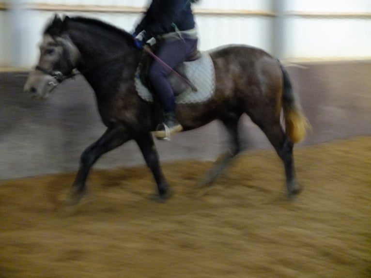 Friesian horses Mix Gelding 6 years 15,2 hh Black in Buttstädt