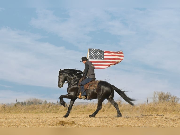 Friesian horses Gelding 6 years 15,2 hh Black in Oelwein