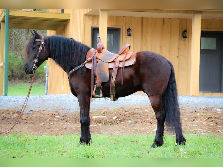 Friesian horses Gelding 6 years 15,2 hh Black in Flemingsburg KY