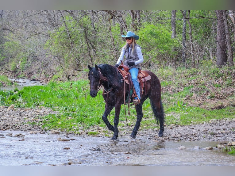 Friesian horses Gelding 6 years 15,2 hh Black in Flemingsburg KY