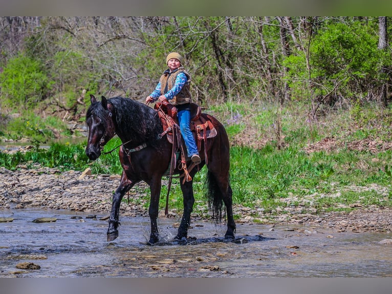 Friesian horses Gelding 6 years 15,2 hh Black in Flemingsburg KY