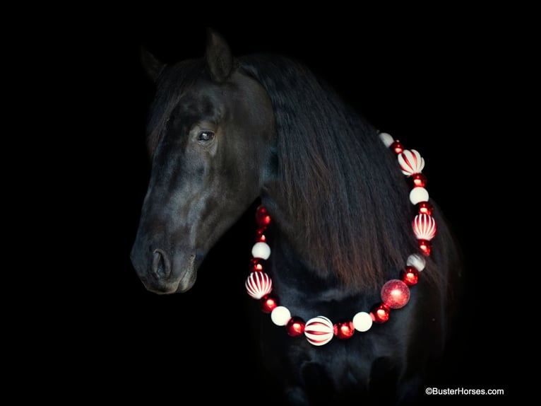 Friesian horses Gelding 6 years 15,2 hh Black in Weatherford TX