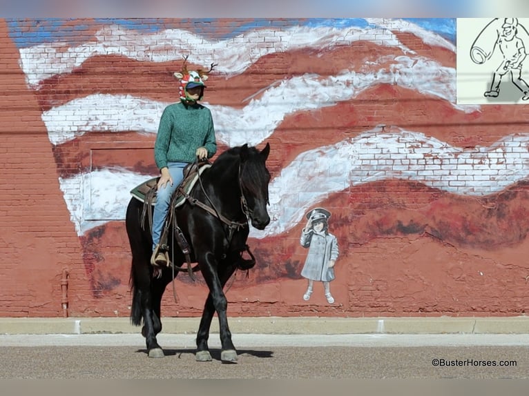 Friesian horses Gelding 6 years 15,2 hh Black in Weatherford TX