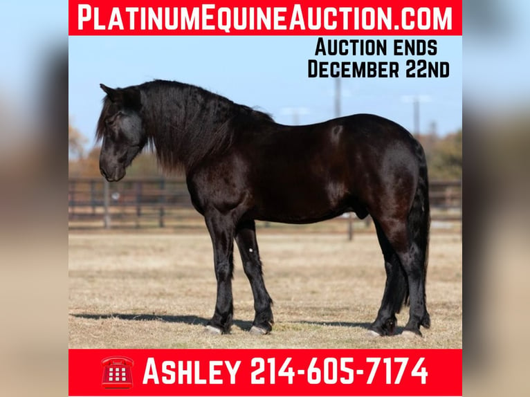 Friesian horses Gelding 6 years 15,2 hh Black in Weatherford TX